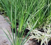 dietes