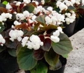 flor_de_azucar_blanca_1256267913