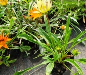 gazanias