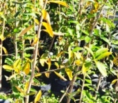 palo_amarillo