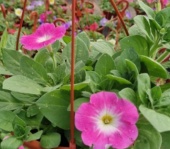 petunias