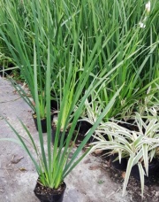 dietes