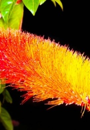 combretum_1