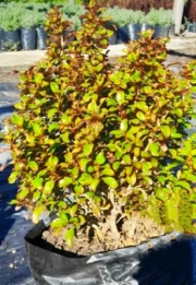 coprosma_1