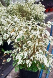 ficus_benjamina_blanco