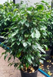 ficus_benjamina_verde