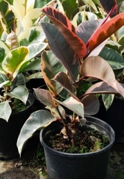 ficus_elastica_1