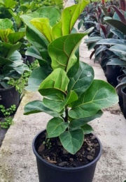 ficus_lyrata