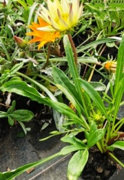 gazanias
