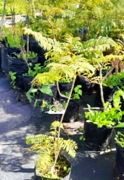 ibirapita