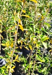 palo_amarillo