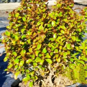 coprosma_1