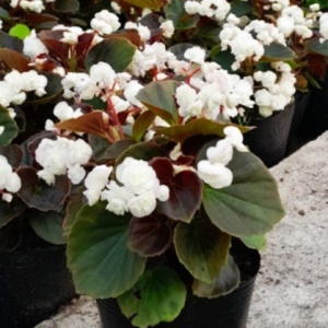 flor_de_azucar_blanca_1256267913