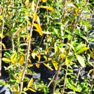 palo_amarillo
