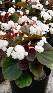flor_de_azucar_blanca_1256267913