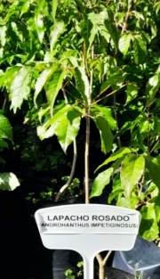 lapacho