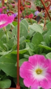 petunias