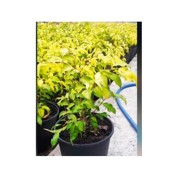ficus_benjamina_limon