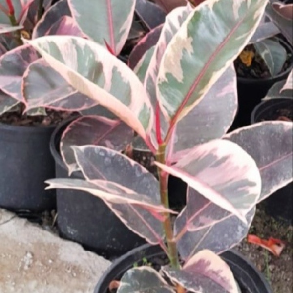 ficus_elastica_3