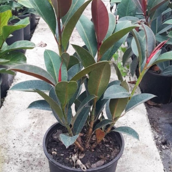 ficus_elastica_4