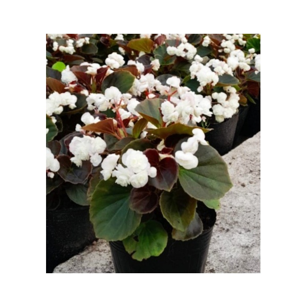 flor_de_azucar_blanca_1256267913