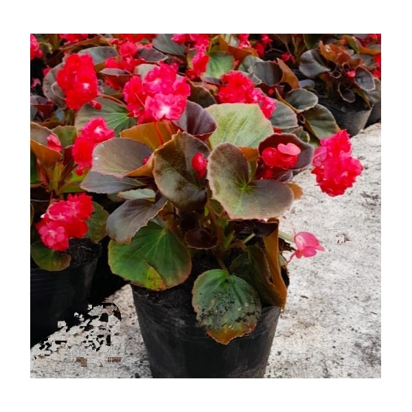 flor_de_azucar_roja_1179485724