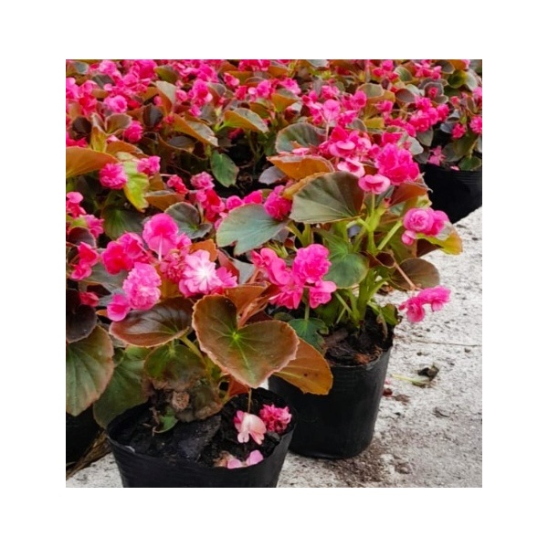 flor_de_azucar_rosada_737227820